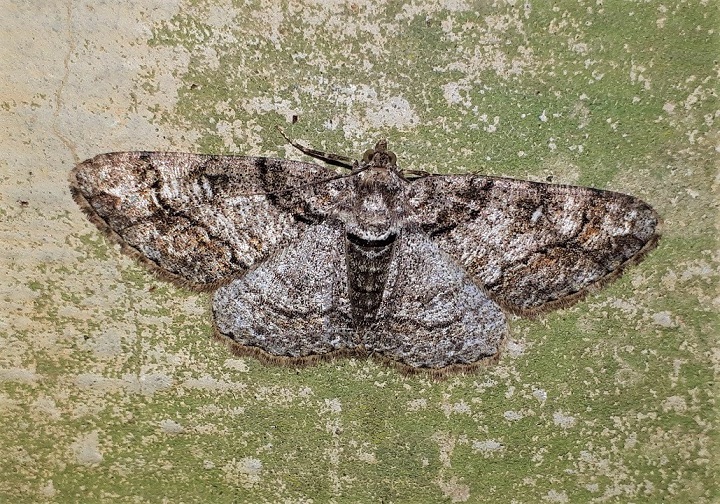 Geometridae: Cleora cinctaria