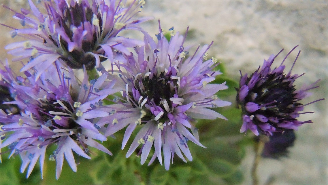 Globularia neapolitana?  Globularia cordifolia subsp. neapolitana