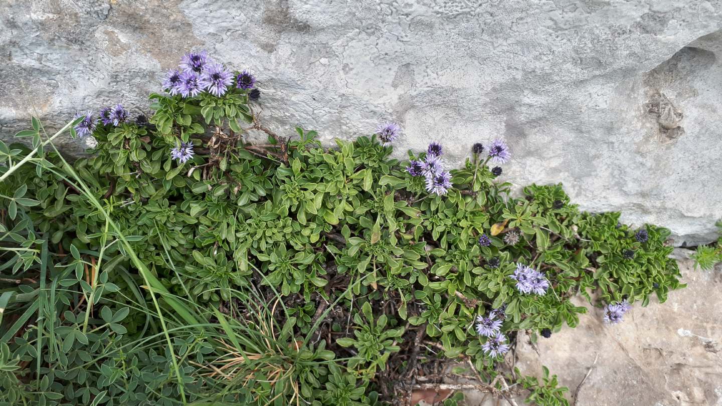 Globularia neapolitana?  Globularia cordifolia subsp. neapolitana