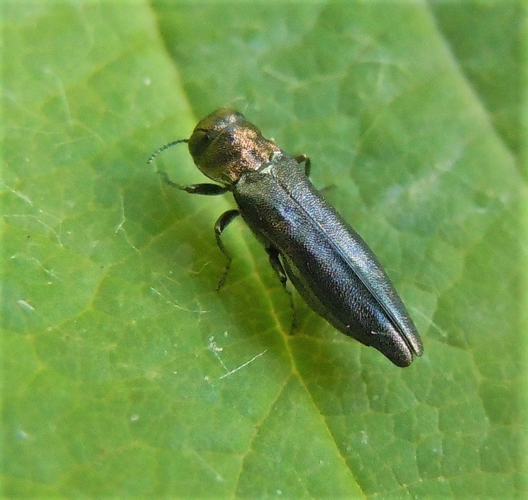 Buprestidae: Agrilus? Forse A. pratensis...