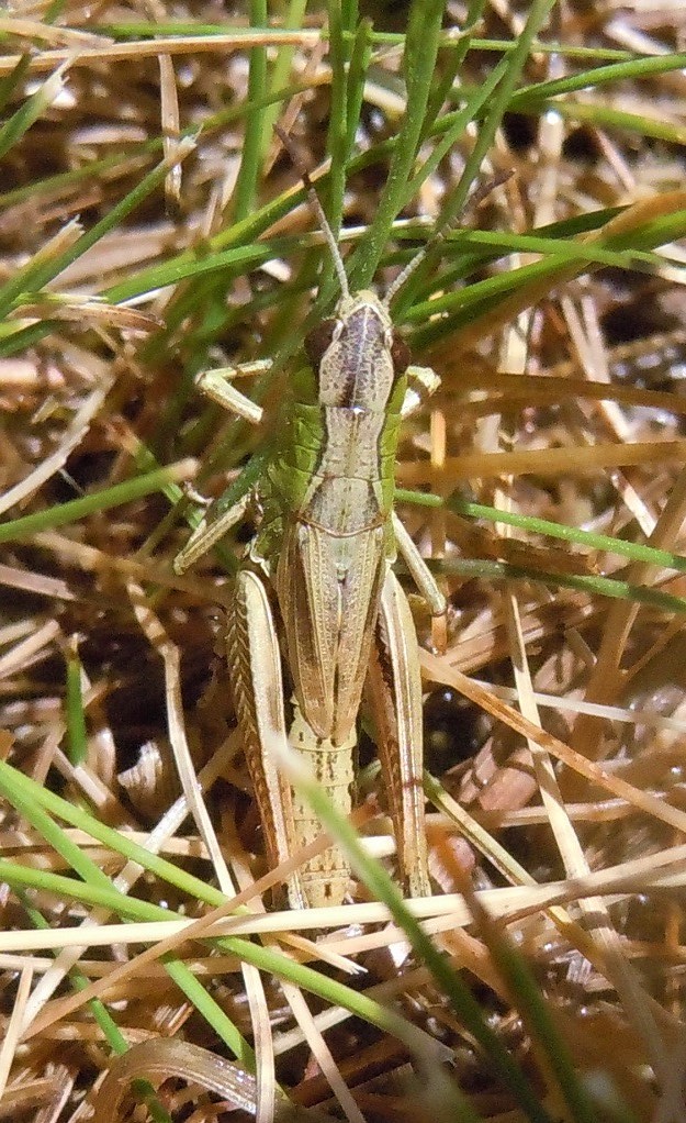 Pseudochorthippus parallelus