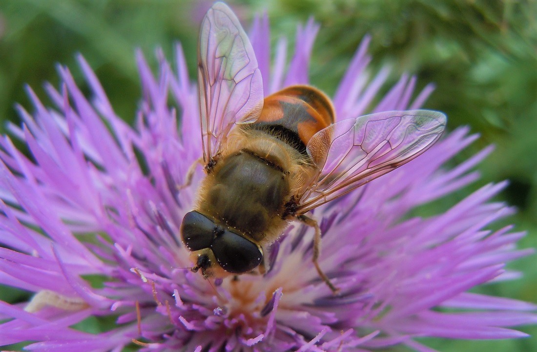 Eristalis tenax maschio?  S