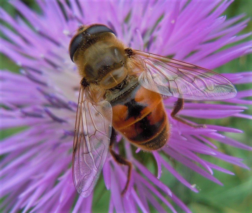 Eristalis tenax maschio?  S