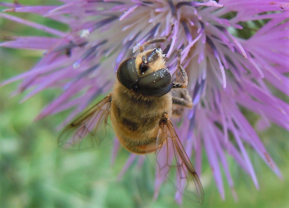 Eristalis tenax maschio?  S