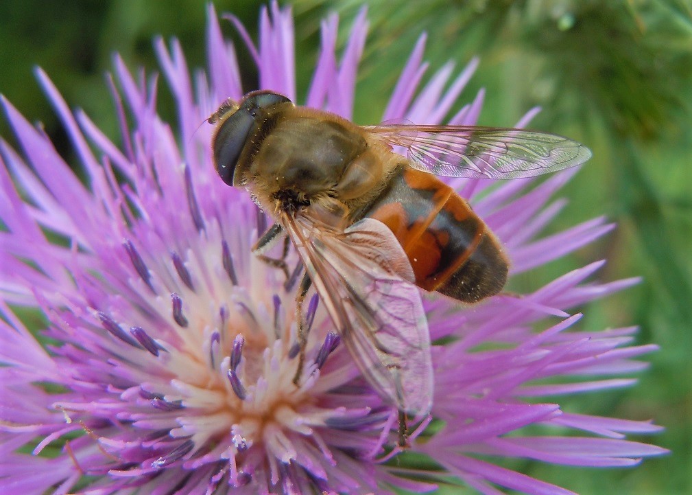 Eristalis tenax maschio?  S