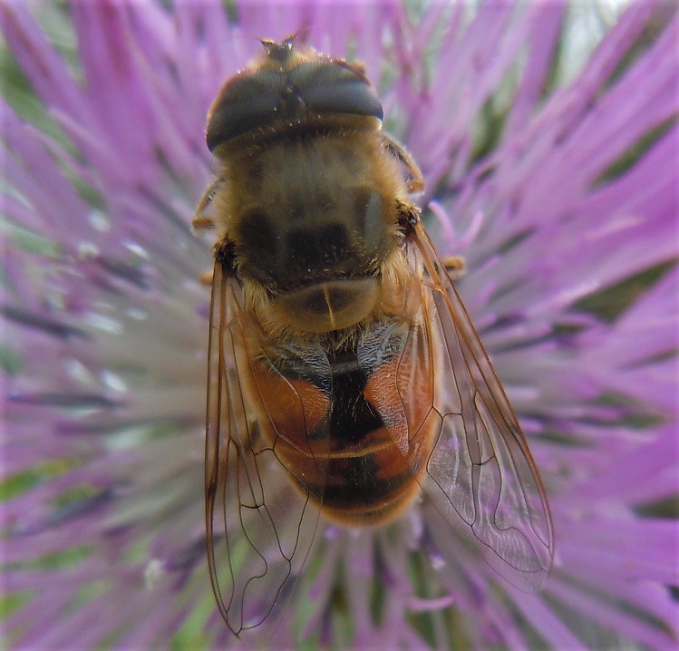 Eristalis tenax maschio?  S