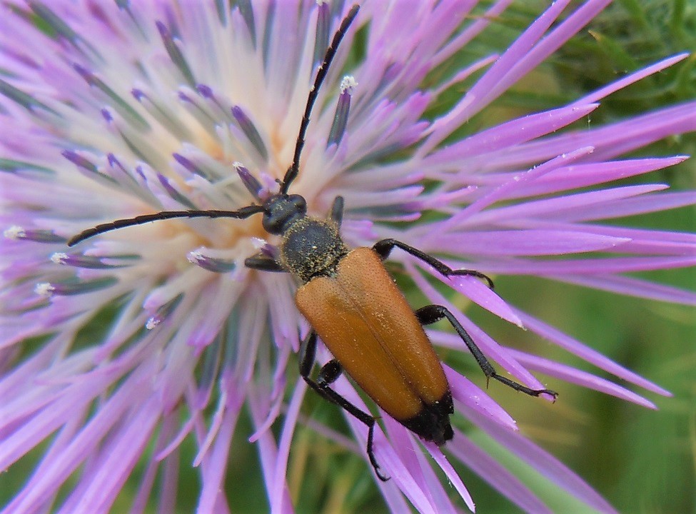 Paracorymbia fulva? S, femmina