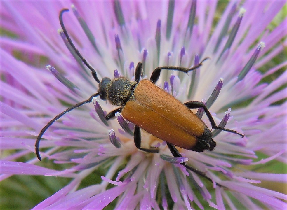 Paracorymbia fulva? S, femmina