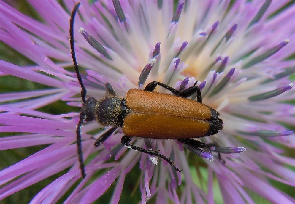 Paracorymbia fulva? S, femmina