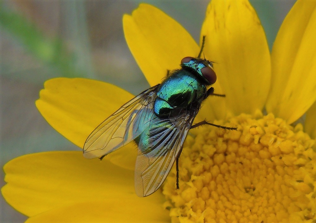 Neomyia cornicina femmina