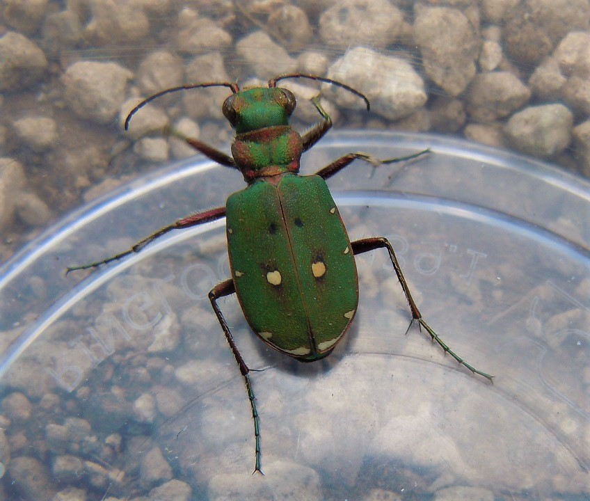 Cicindela campestris