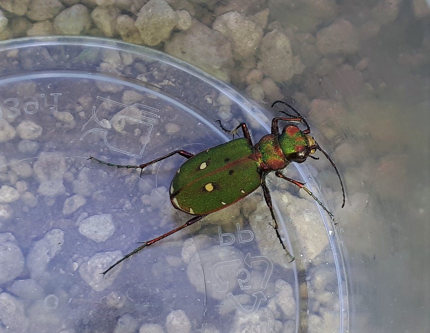 Cicindela campestris