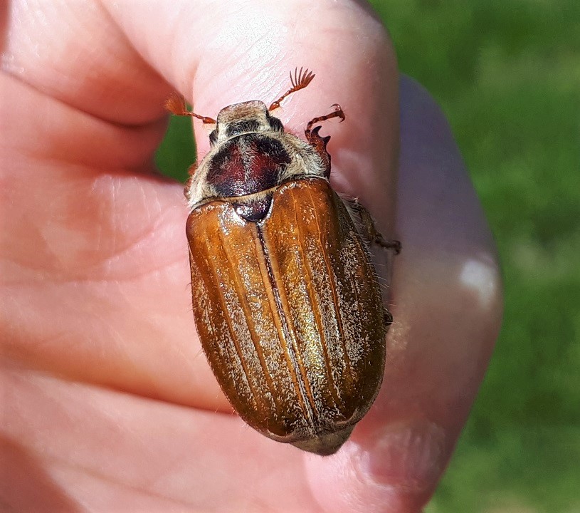 Melolonthidae: Melolontha pectoralis? Quasi sicuramente s.