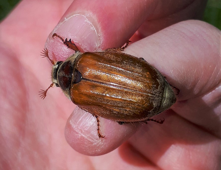 Melolonthidae: Melolontha pectoralis? Quasi sicuramente s.