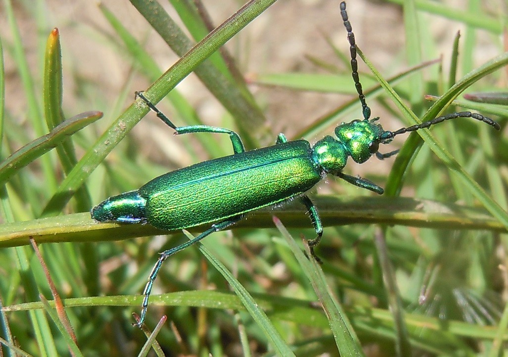 Meloidae: Lytta vesicatoria femmina? pare pi un maschio.