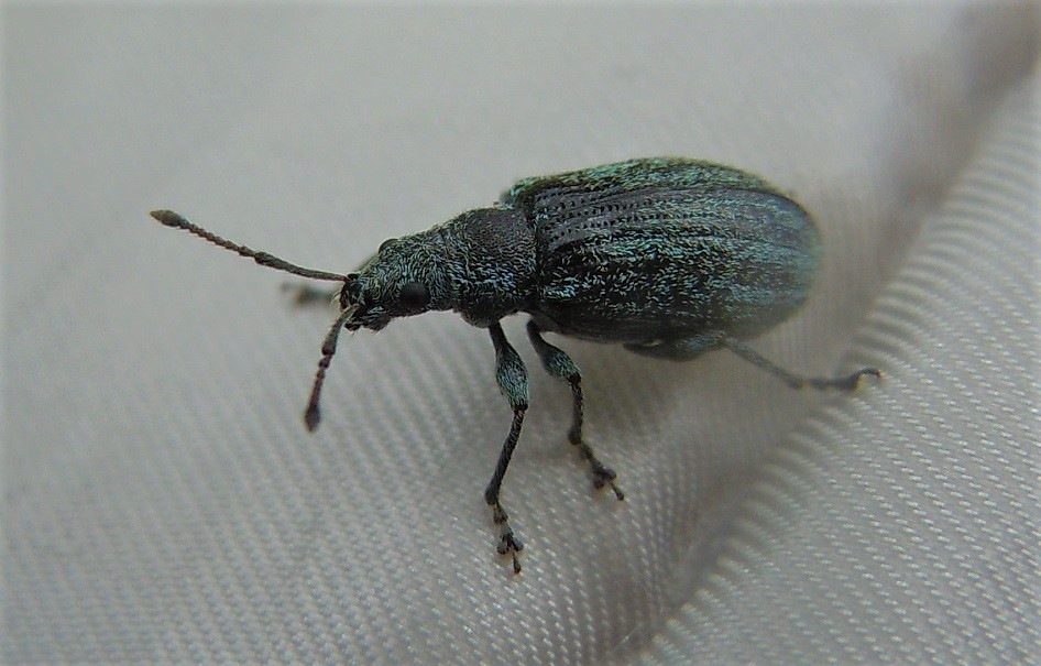 Curculionidae: Phyllobius italicus?