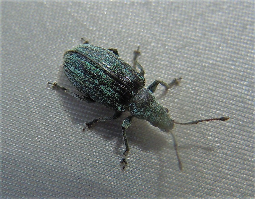 Curculionidae: Phyllobius italicus?