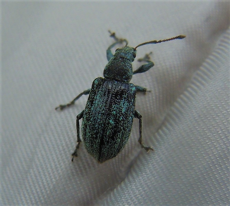 Curculionidae: Phyllobius italicus?