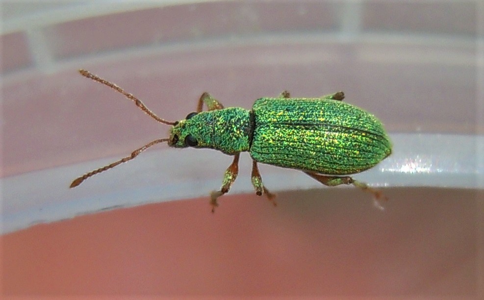 Curculionidae: Phyllobius argentatus?