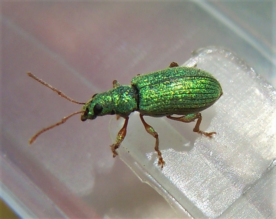 Curculionidae: Phyllobius argentatus?