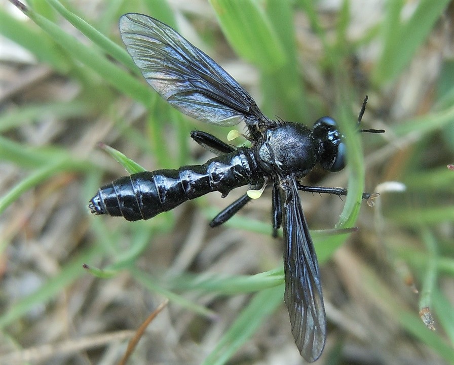 Dioctria atricapilla, maschio.