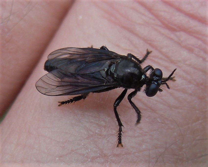 Dioctria atricapilla, maschio.