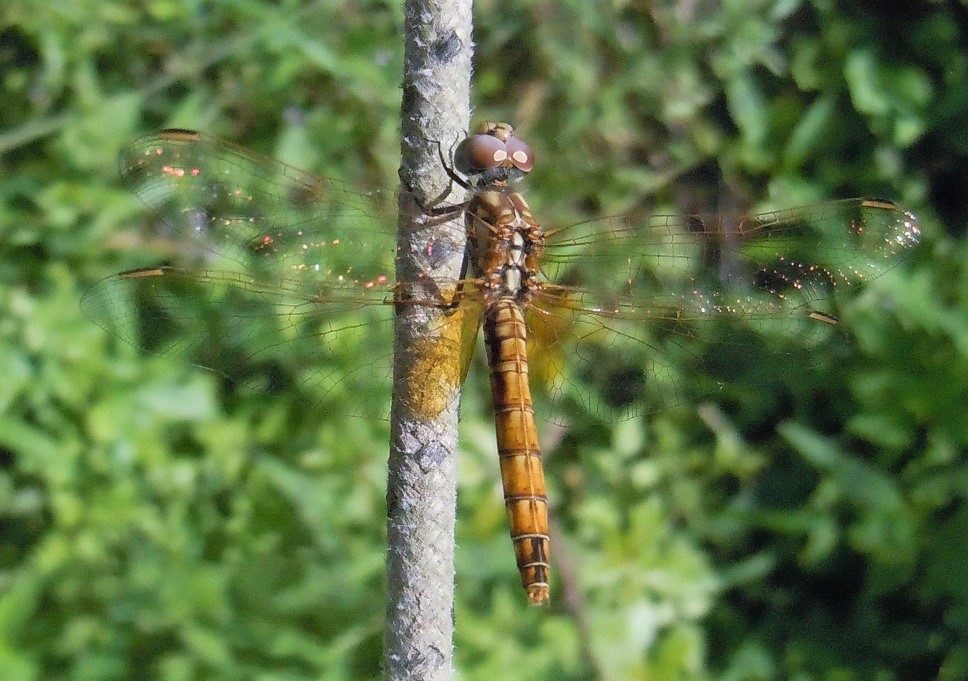 Trithemis annulata femmina