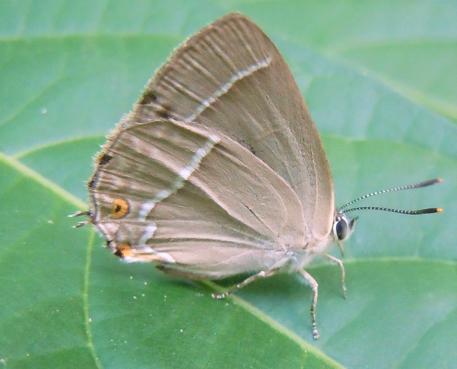 Satyrium w-album?  No, Favonius quercus