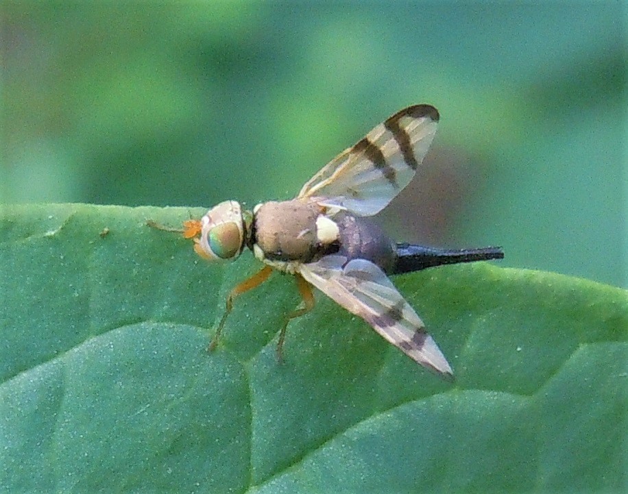 Tephritidae: Urophora stylata?  S, femmina