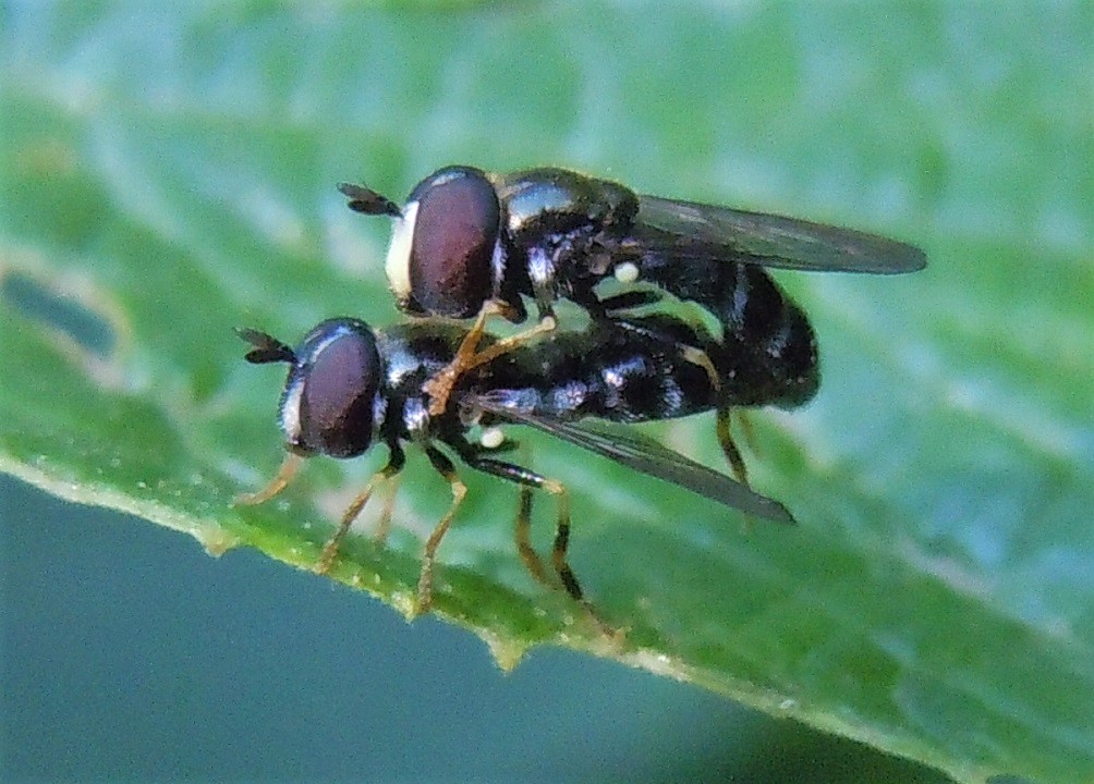 Paragus in copula:  Paragus pecchiolii