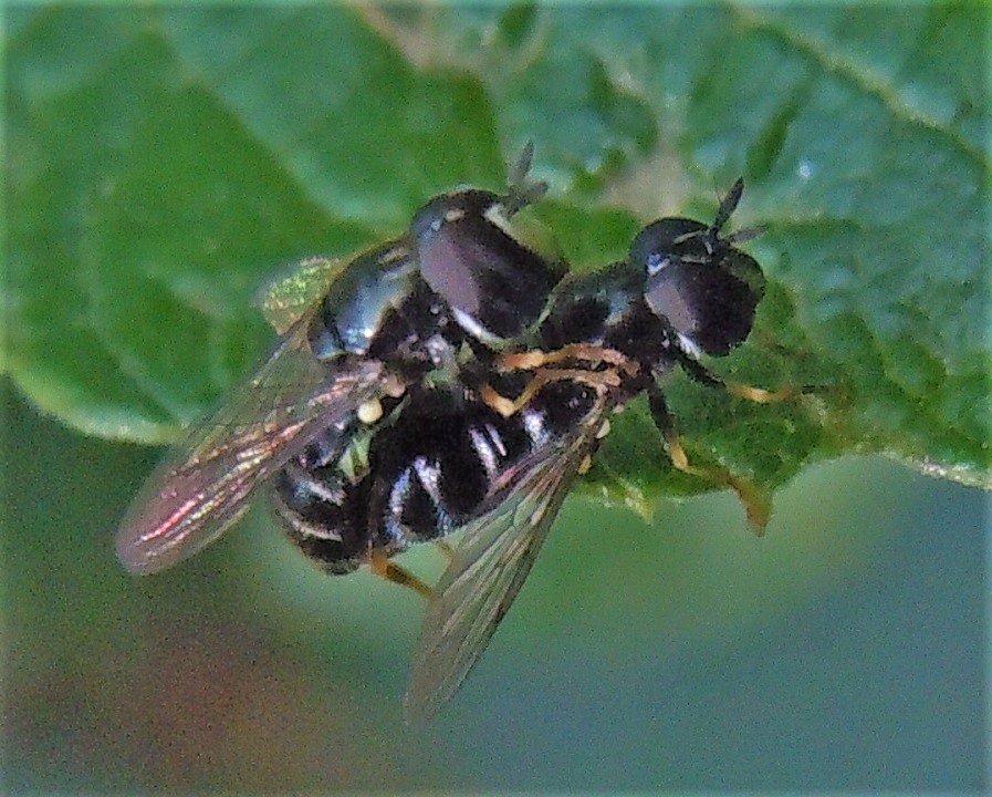 Paragus in copula:  Paragus pecchiolii