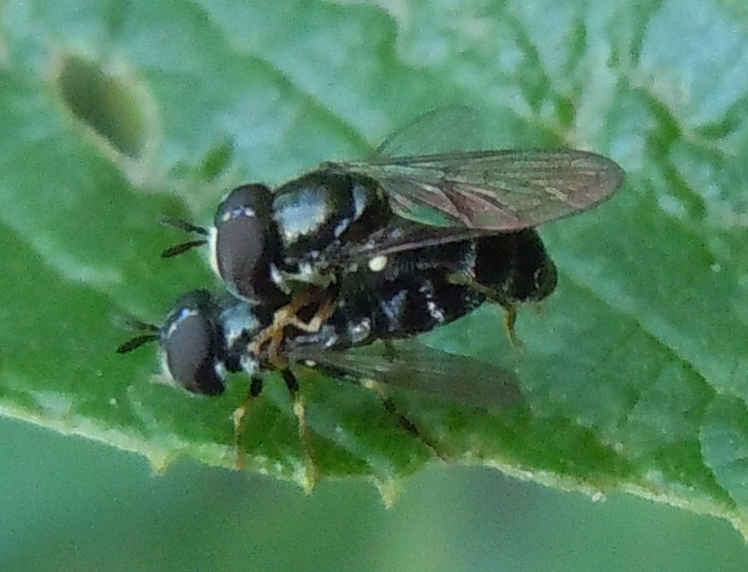 Paragus in copula:  Paragus pecchiolii