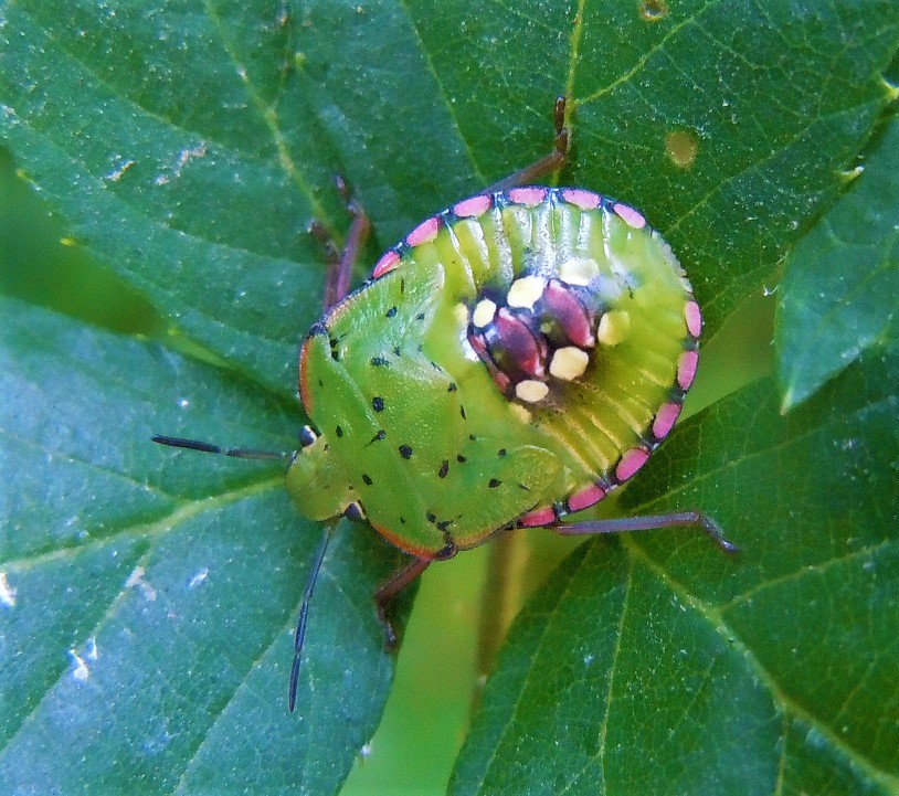 Ninfa di Nezara viridula