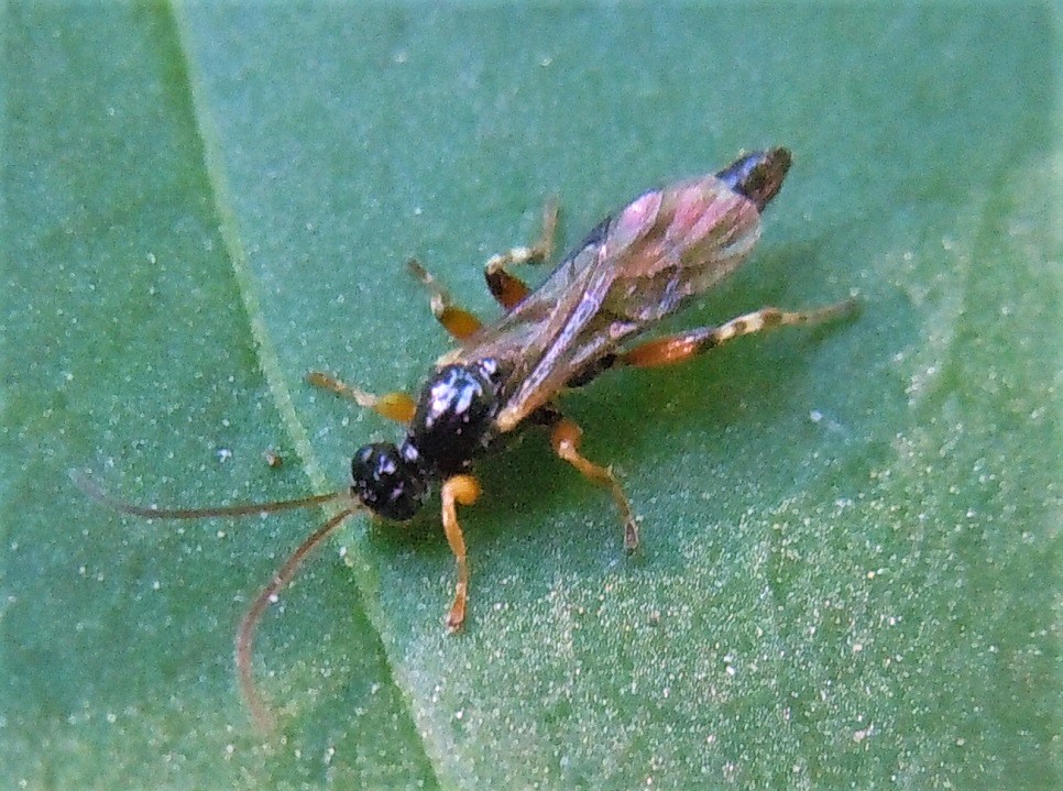 Ichneumonidae? S, Ichneumonidae Pimplinae:  Schizopyga sp