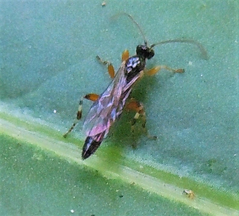 Ichneumonidae? S, Ichneumonidae Pimplinae:  Schizopyga sp