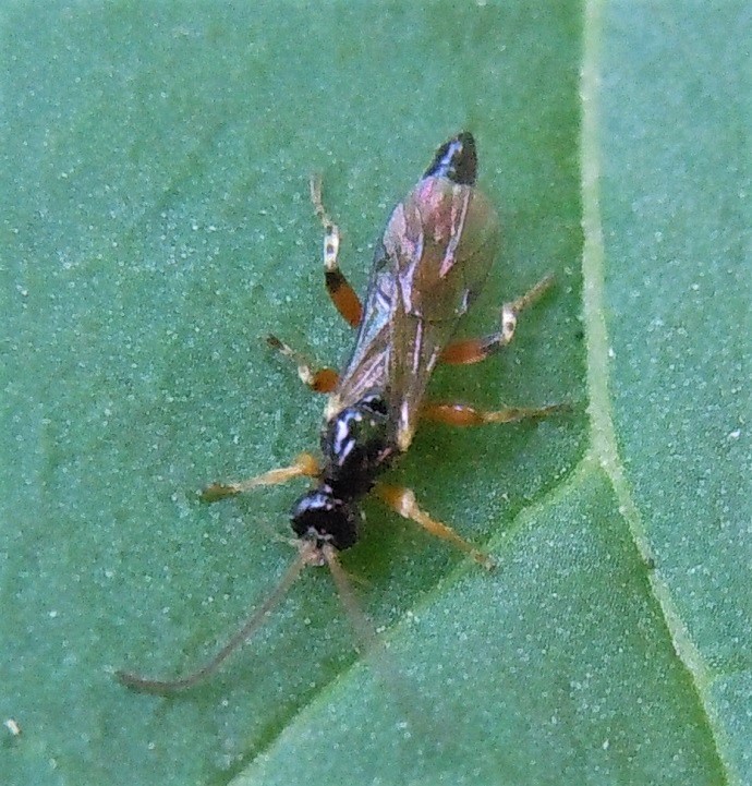 Ichneumonidae? S, Ichneumonidae Pimplinae:  Schizopyga sp