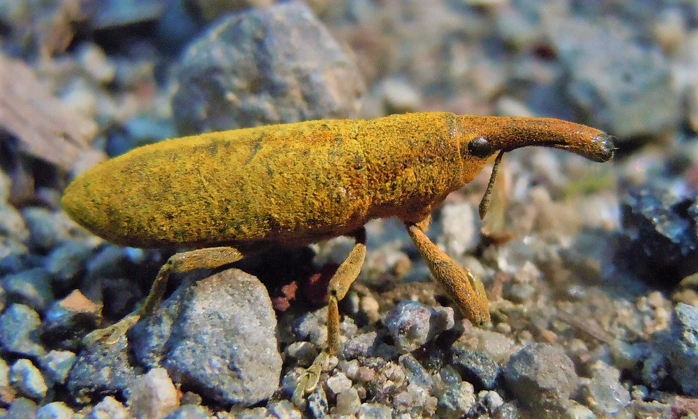 Lixus pulverulentus da confermare