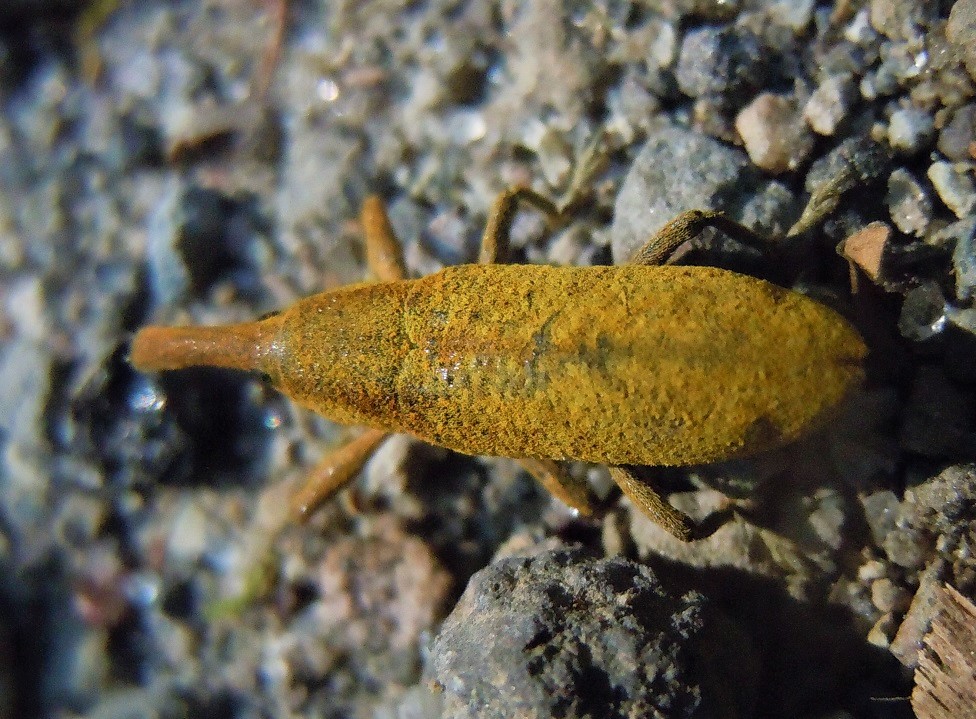 Lixus pulverulentus da confermare