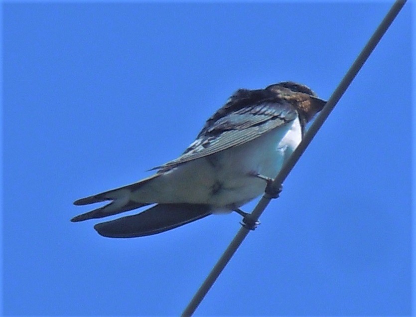 Hirundo rustica?  S