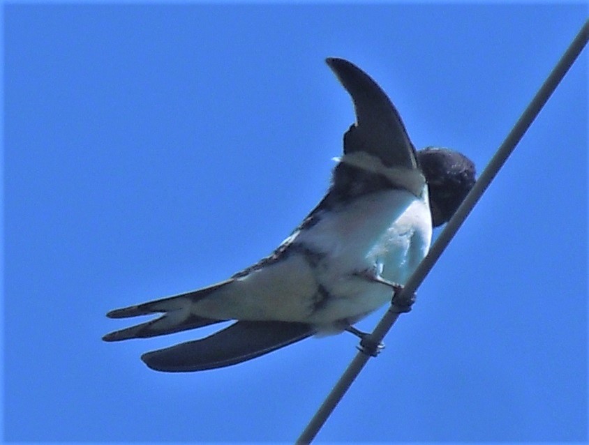 Hirundo rustica?  S