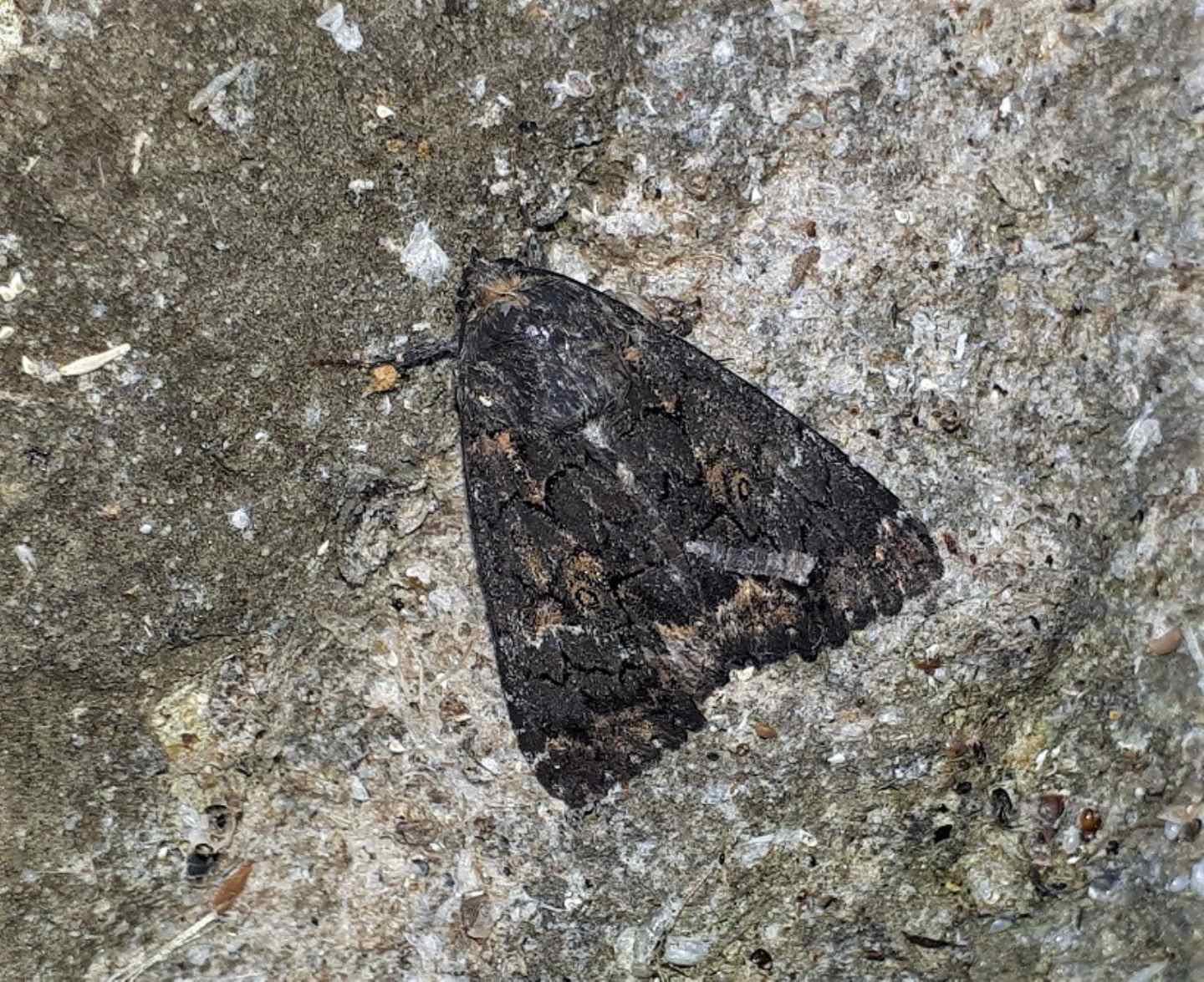 Noctuidae ?  No, Erebidae: Catephia alchymista