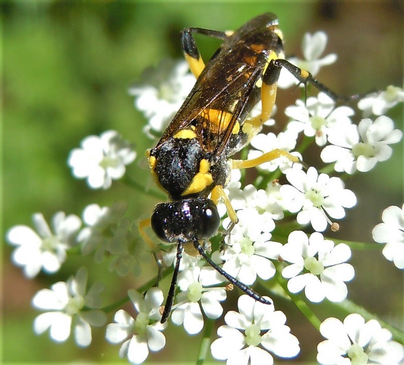 Tenthredinidae: Macrophya montana? S.