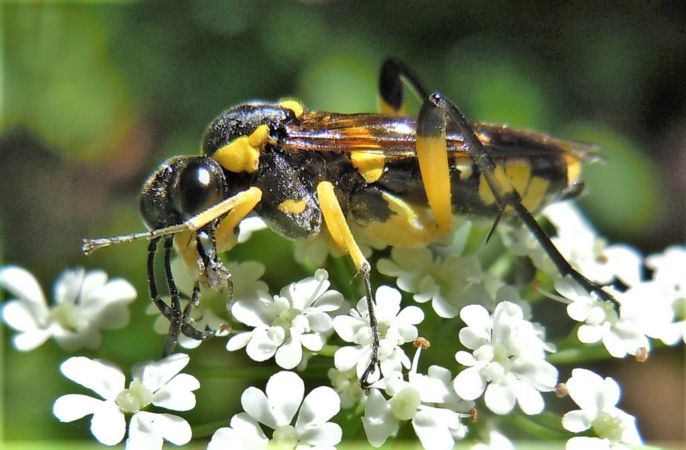 Tenthredinidae: Macrophya montana? S.