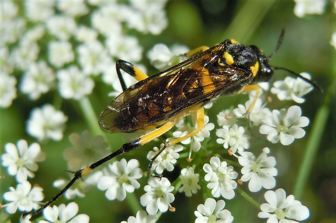 Tenthredinidae: Macrophya montana? S.