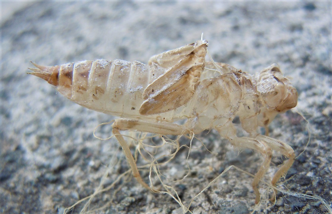 Exuvia di Orthetrum cancellatum