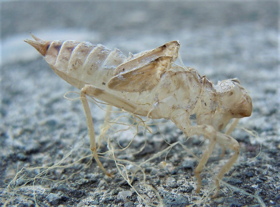 Exuvia di Orthetrum cancellatum