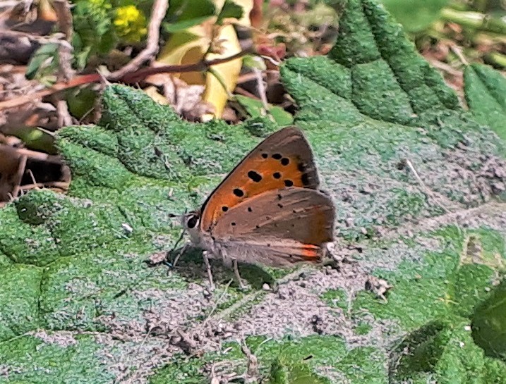 Lycaena phlaeas? S