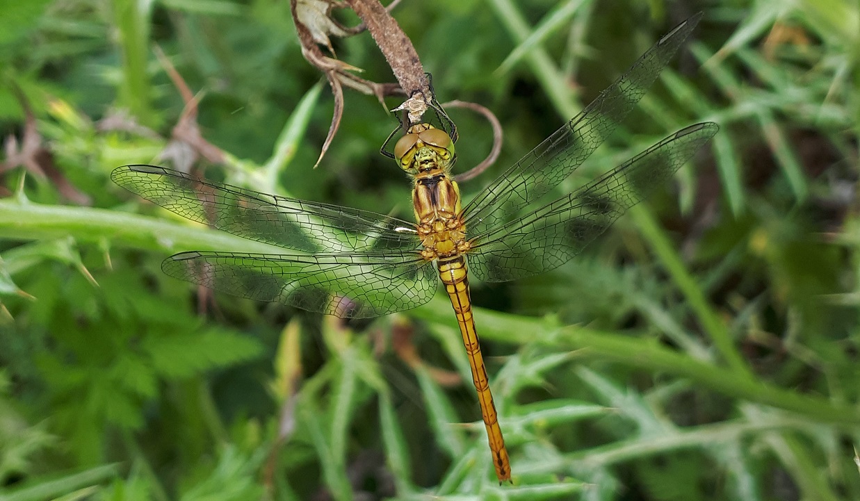 Sympetrum sanguineum femmina? no, prob. Sympetrum striolatum