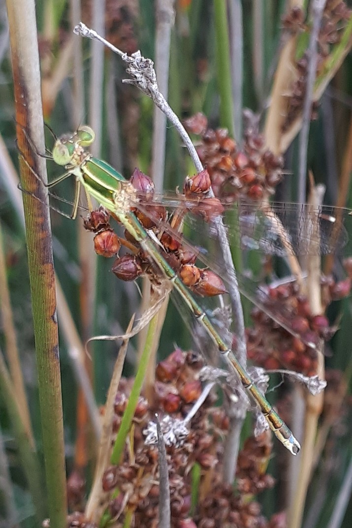 Lestes barbarus maschio? s!