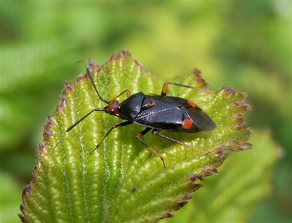 miridae: Deraeocoris ruber forma segusina